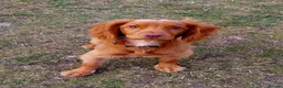 Cocker Spaniel dogs for stud: Proven cocker spaniel for stud - Advert 4