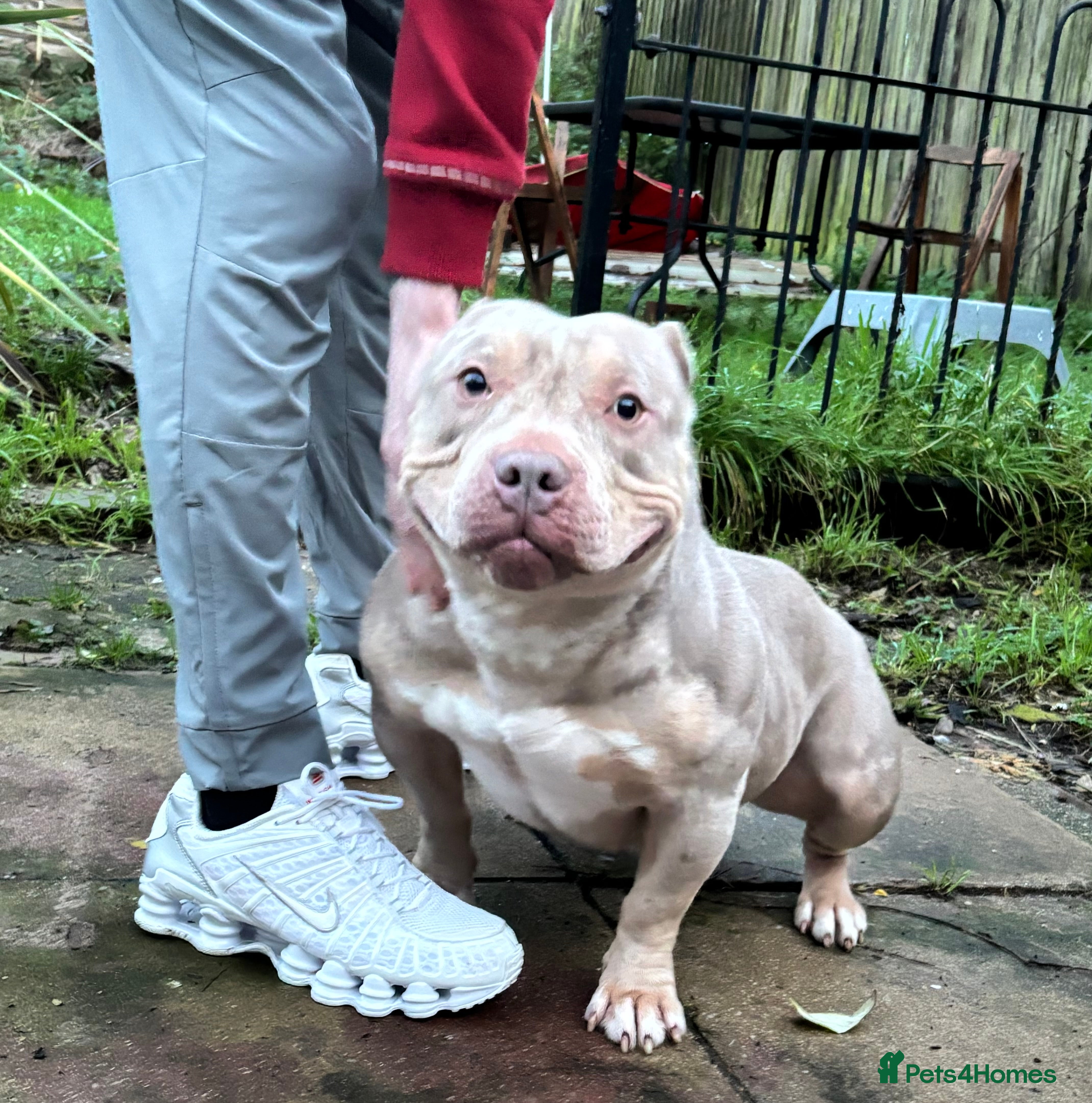 American Bully dogs pocket bully (on heat) - Advert 1