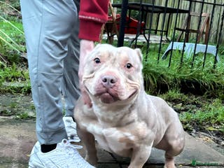 American Bully dogs American bully - Advert 7