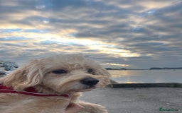 Cavapoochon dogs for stud: 🐾 Stud Available – Meet Eggy the Cavapoochon! 🐾 - Advert 8