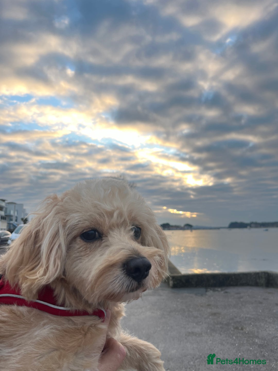 Cavapoochon dogs for stud: 🐾 Stud Available – Meet Eggy the Cavapoochon! 🐾 - Advert 8