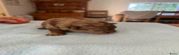 Pomeranian dogs for sale: BEAUTIFUL POMERANIAN PUPPIES - Advert 9