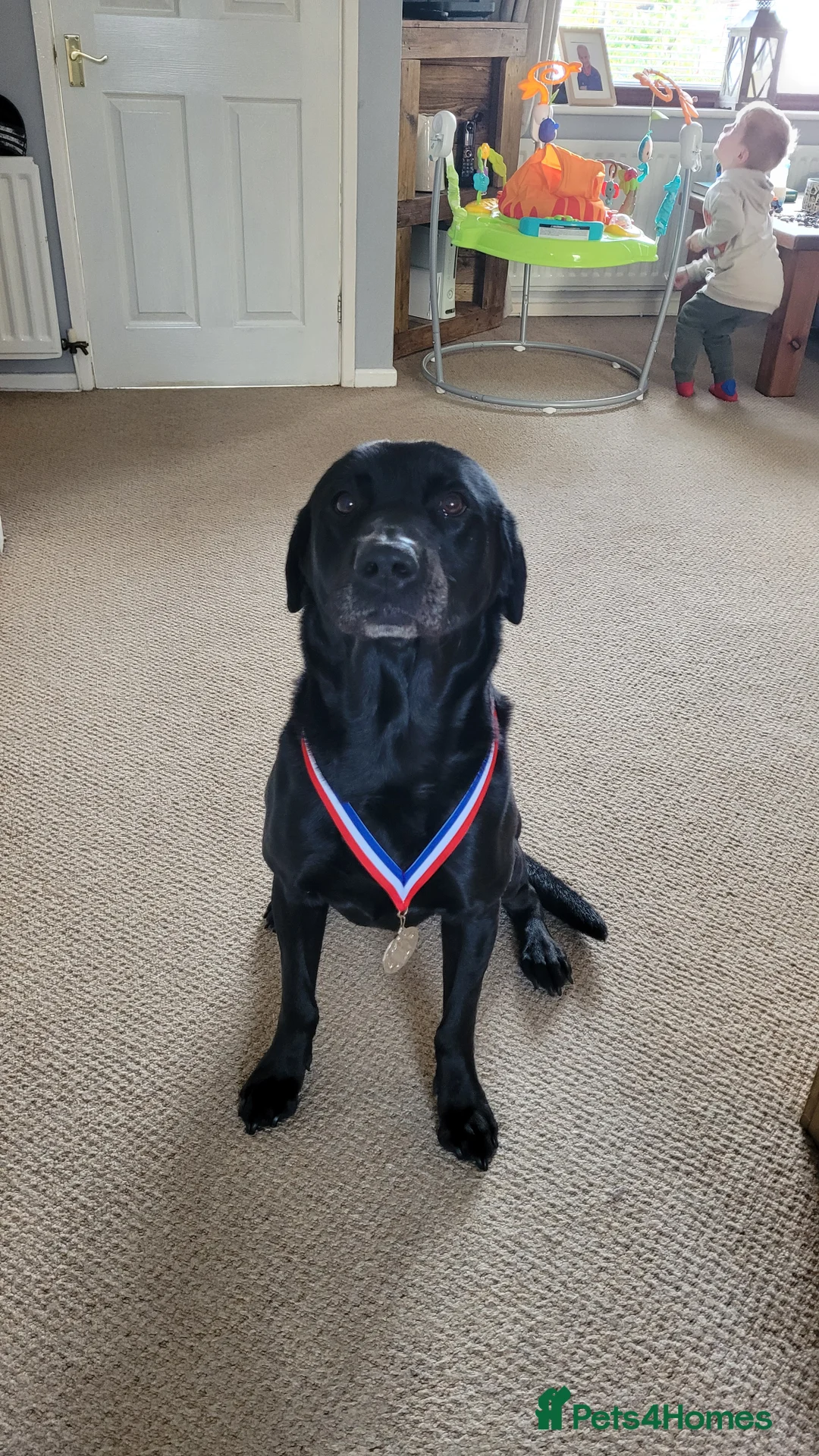 Labrador Retriever dogs for stud: Stunning black labrador to stud in Morecambe - Advert 8