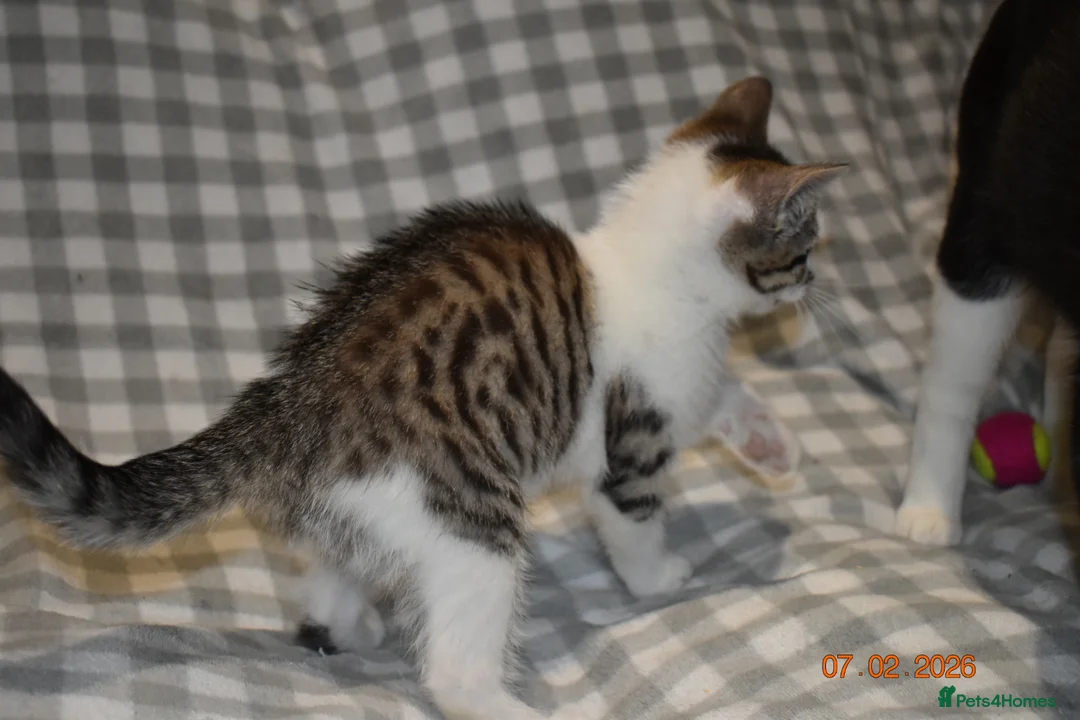 Mixed Breed cats for sale: 3 kittens for sale  - Advert 2