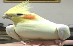 Cockatiels birds for sale: Cockateils breeding pair - Image 10