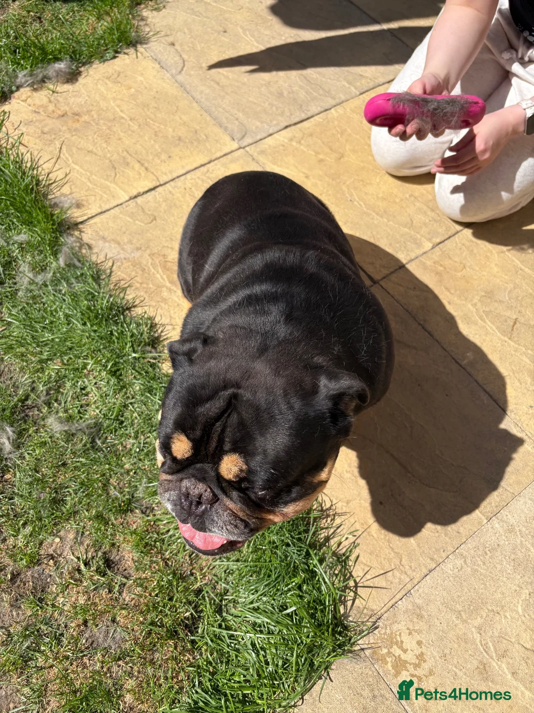 English Bulldog dogs for sale: Male English bulldog - Advert 4