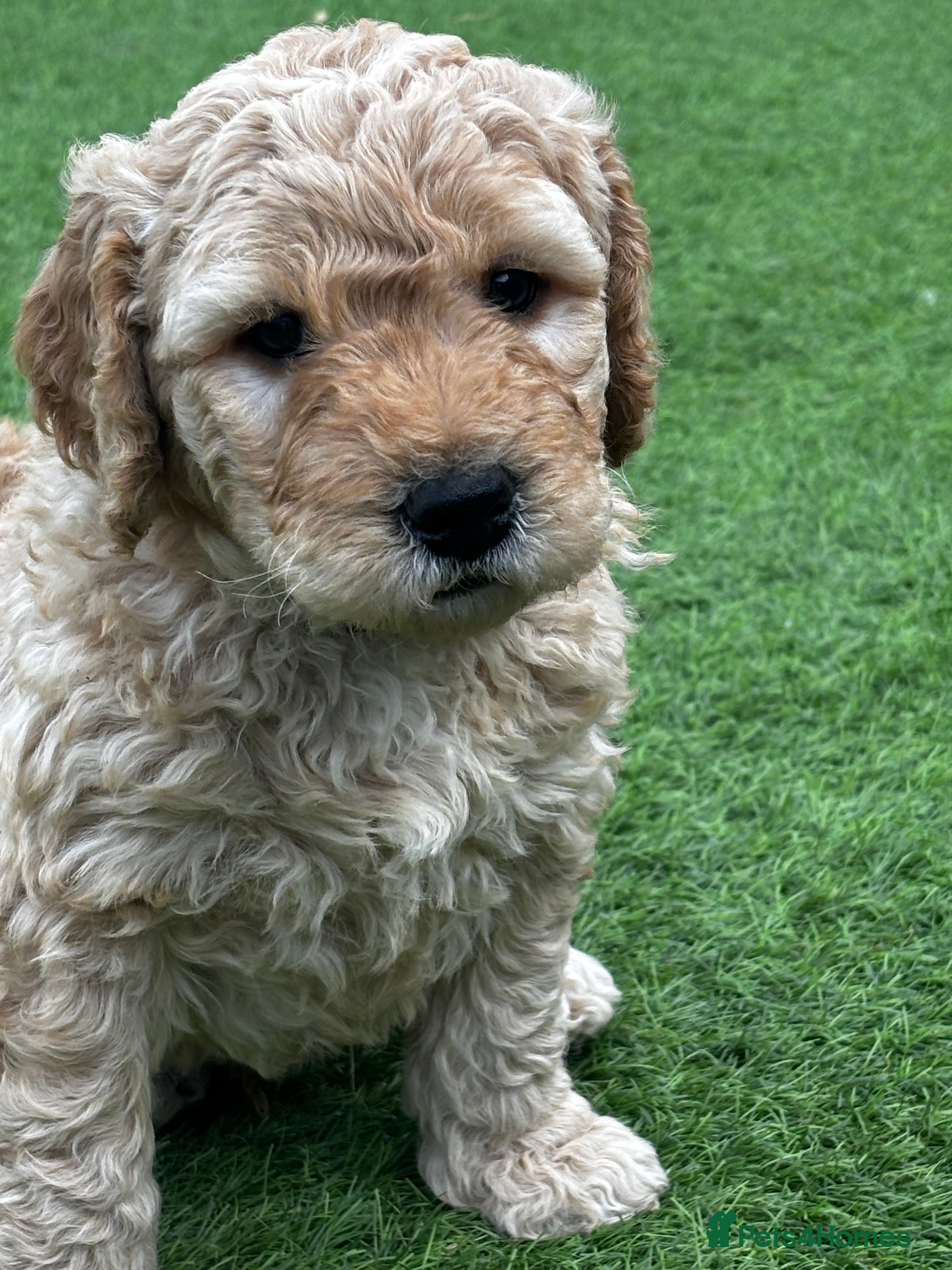 Green collar boy 