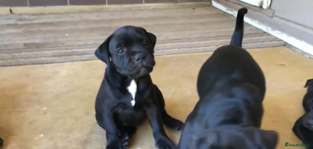 Staffordshire Bull Terrier dogs for sale: Staff Puppies  - Image 6