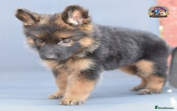 German Shepherd dogs for sale: 🤩💥READY NOW 🤩💥German shepherd puppies  - Image 2