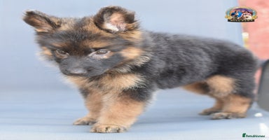 German Shepherd dogs - Advert 13