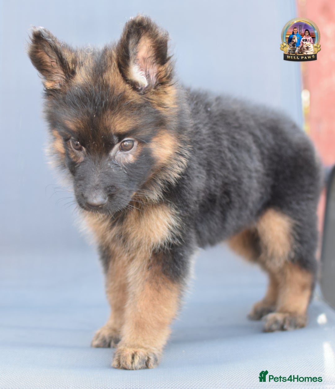 German Shepherd dogs for sale: 🤩💥READY NOW 🤩💥German shepherd puppies  - Image 2