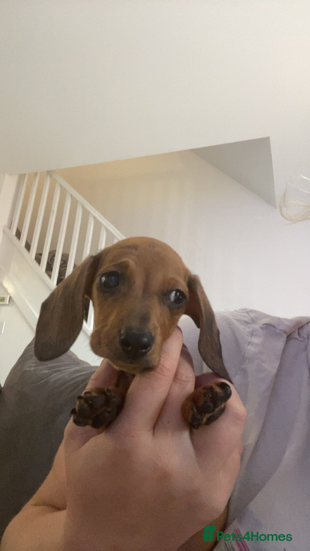 Dachshund dogs for sale: Miniature dashound  - Image 1
