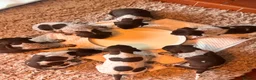 German Shorthaired Pointer dogs for sale: ***STUNNING KC GERMAN SHORTHAIRED POINTERS PUPS*** - Advert 2