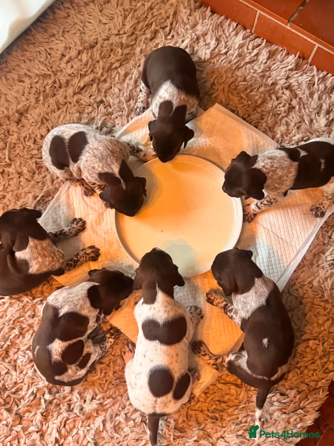 German Shorthaired Pointer dogs for sale: ***STUNNING KC GERMAN SHORTHAIRED POINTERS PUPS*** - Advert 2