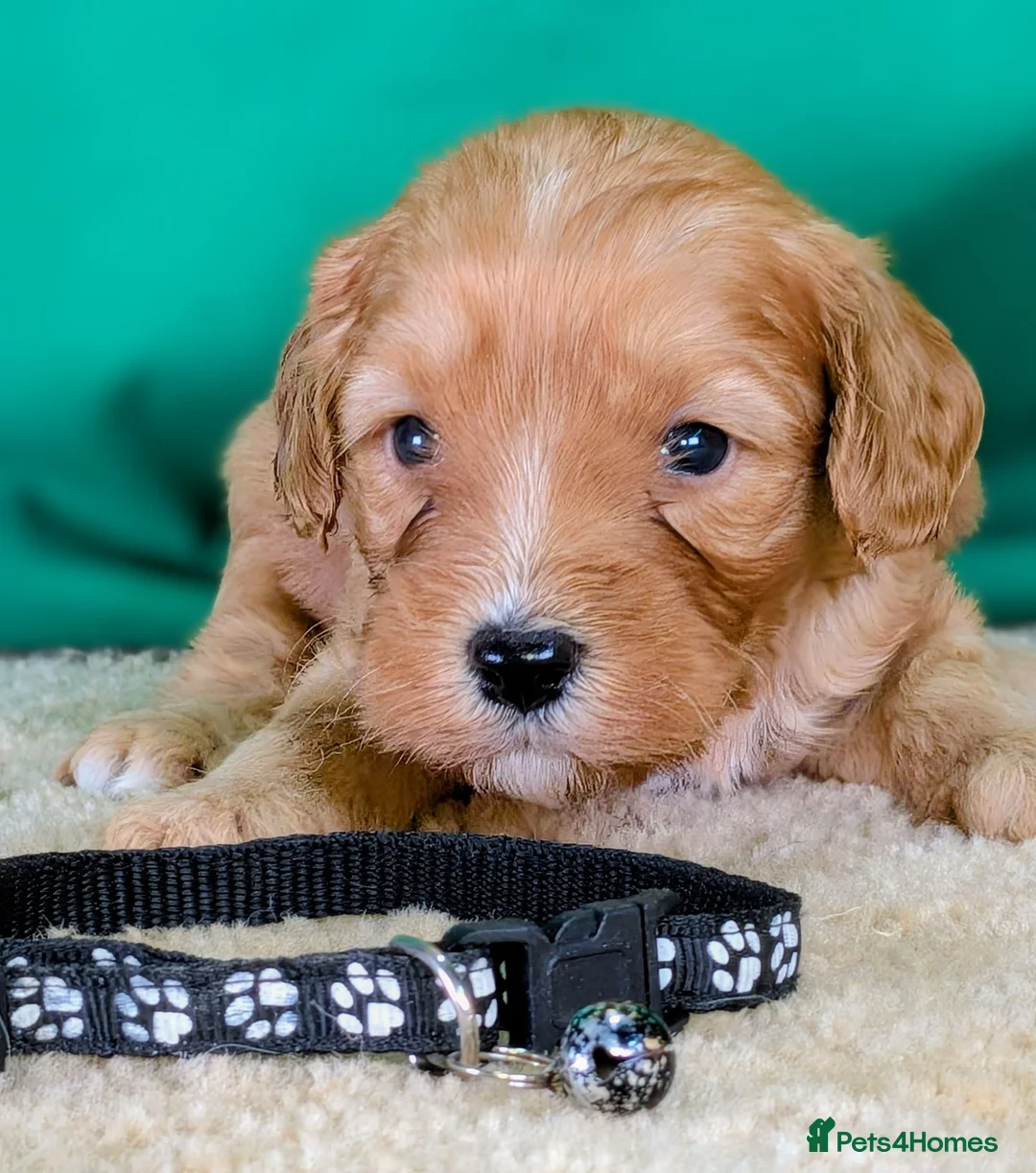 Cavapoochon dogs for sale: Beautiful Cavapoochons - Advert 2