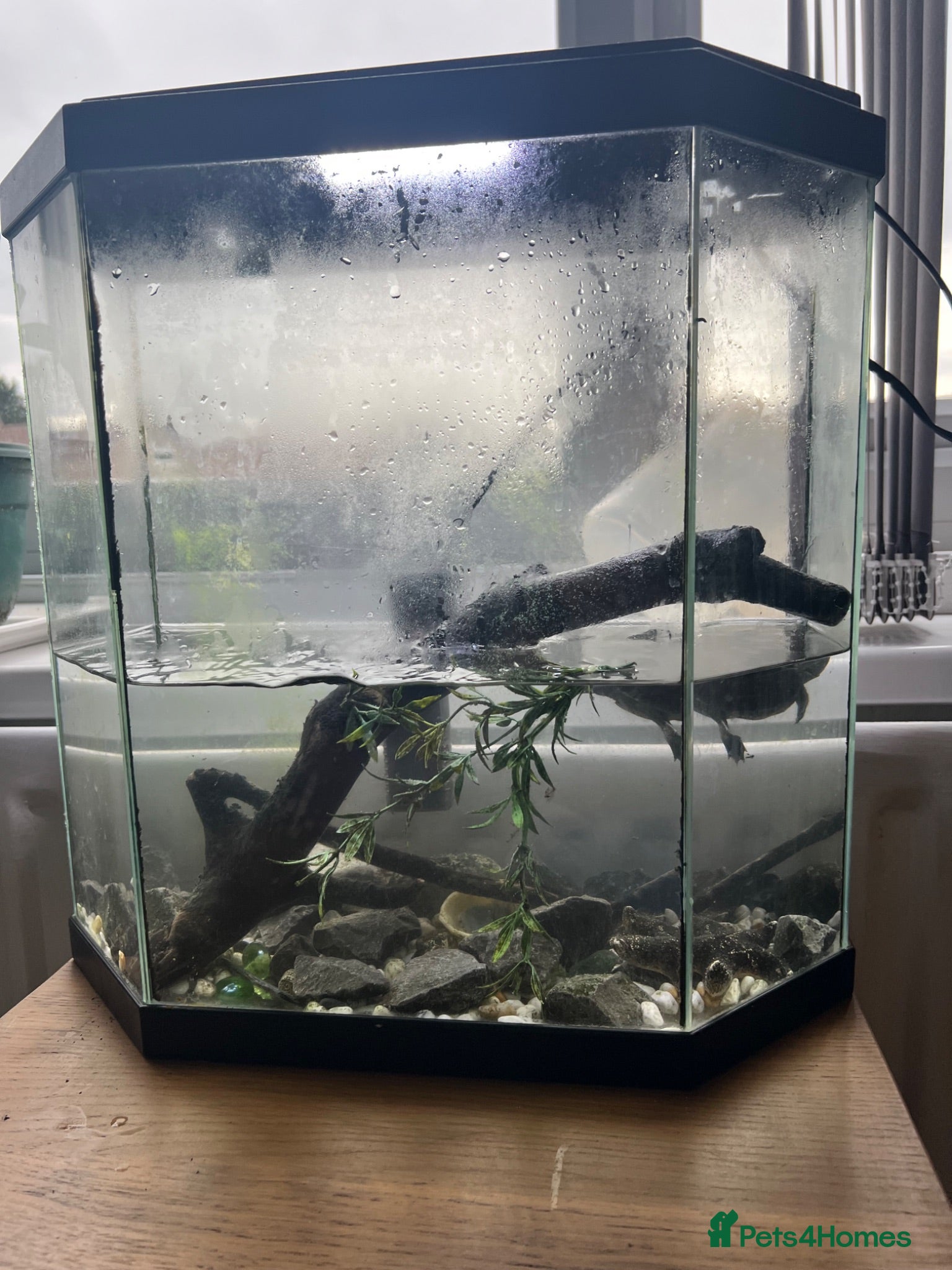 Turtle reptiles Map Turtle for sale  - Advert 1