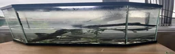 Turtle reptiles for sale: Map Turtle for sale  in Sunderland - Advert 1