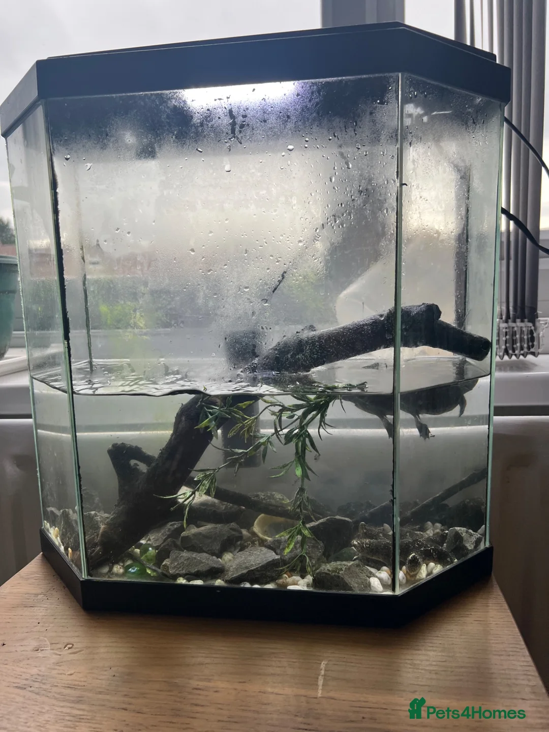 Turtle reptiles for sale: Map Turtle for sale  in Sunderland - Advert 1