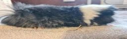 Guinea Pig rodents for sale: Pet peruvain boars avaible - Advert 5