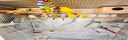 Budgerigars birds for sale: 14 Breeding Budgies, Cage, Food, Toys & Nest Boxes - Advert 3