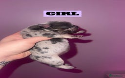 French Bulldog dogs for sale: 💞 Merle French Bulldog Puppies 💕💝  - Image 6