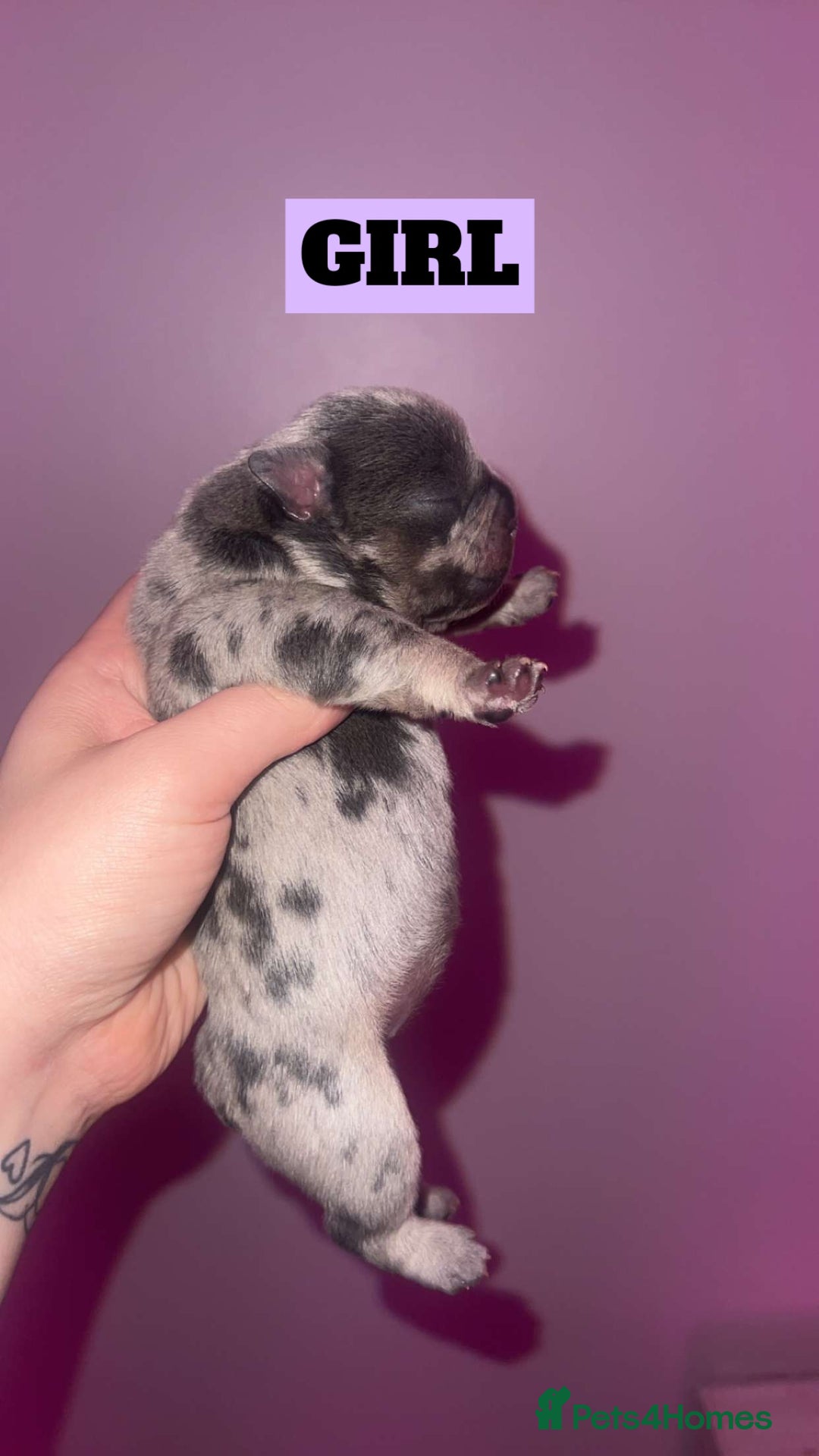 French Bulldog dogs for sale: 💞 Merle French Bulldog Puppies 💕💝  - Image 6