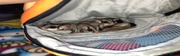 Sugar Glider rodents for sale: 3 female sugar gliders and set up - Advert 8