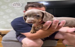 Dachshund dogs for sale: Dachshund puppies  in Driffield - Image 23