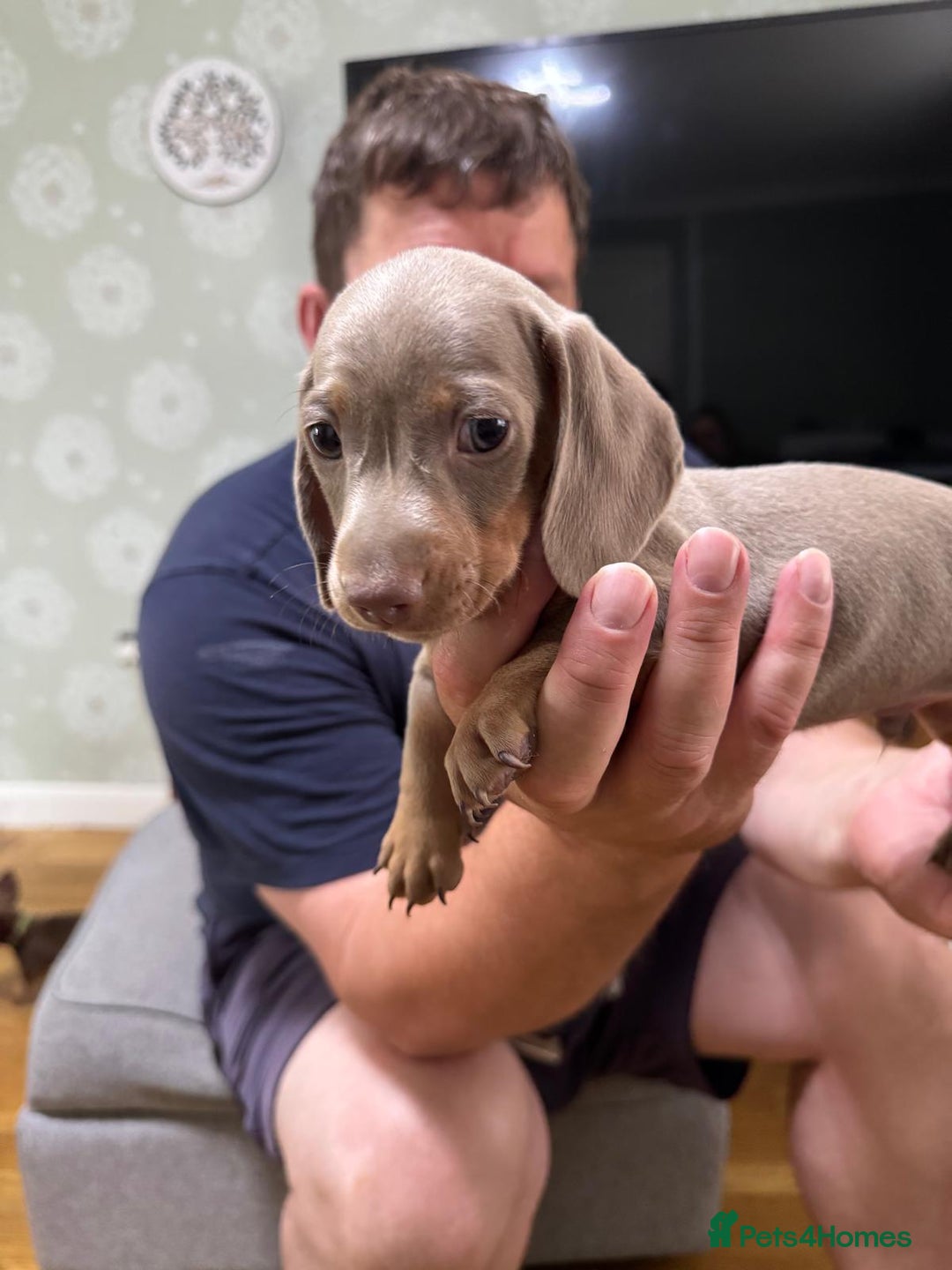 Dachshund dogs for sale: Dachshund puppies  in Driffield - Image 23