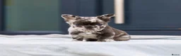 French Bulldog dogs for sale: 💎Quality Fluffy Frenchie💎 - Advert 8