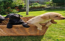 Labrador Retriever dogs for sale: Labrador puppies  - Image 6