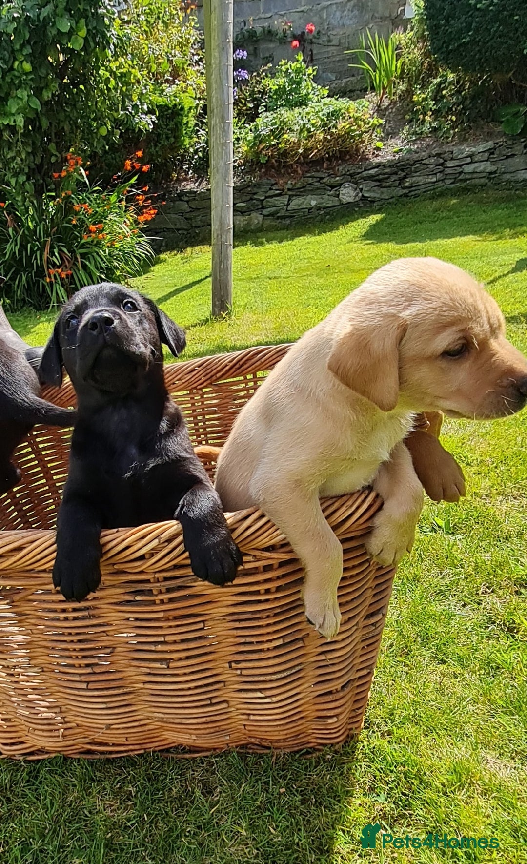 Labrador Retriever dogs for sale: Labrador puppies  - Image 6