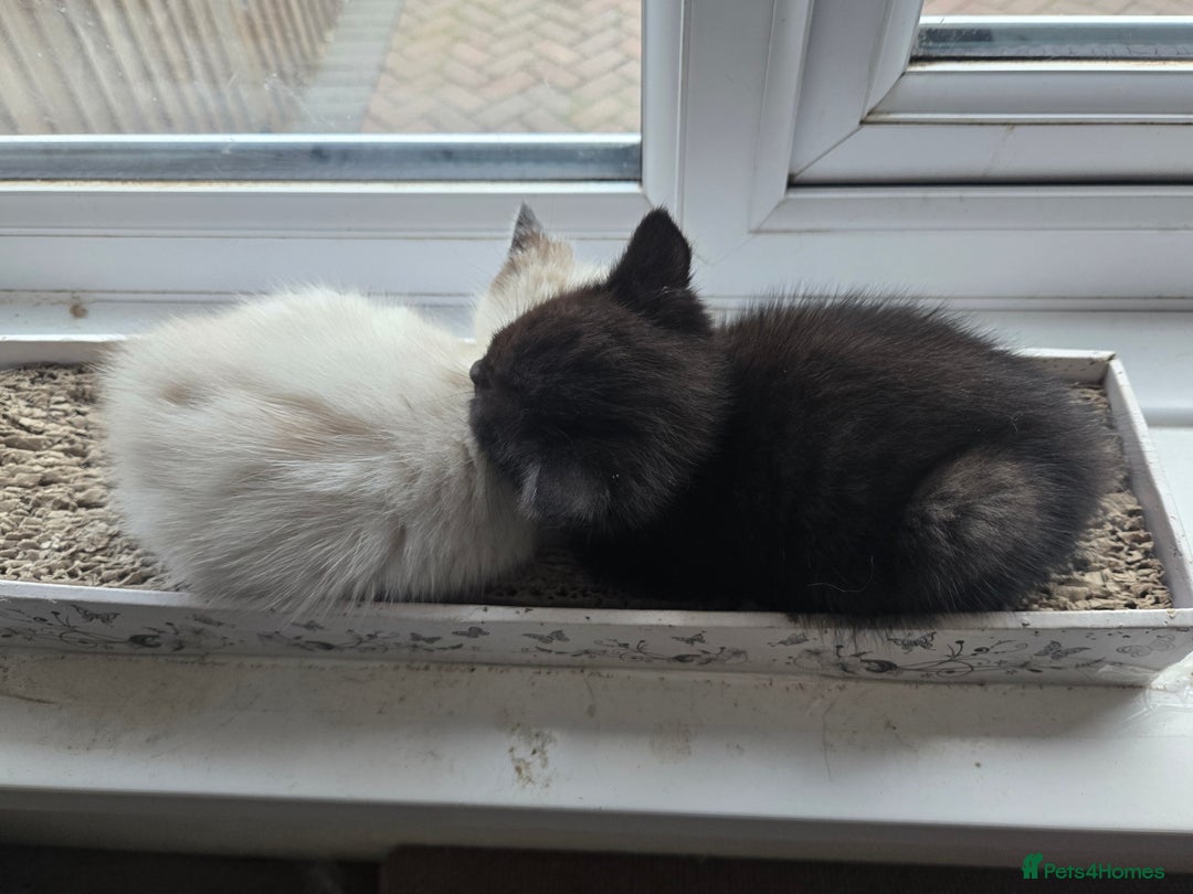 Ragdoll cats for sale: ☯️ Beautiful Yin/Yang pair of ragdoll crosses ☯️ - Advert 5