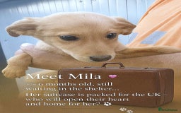 Mixed Breed dogs for adoption: 🐾 Mila – a sweet girl with a soft heart 🐾 - Image 1