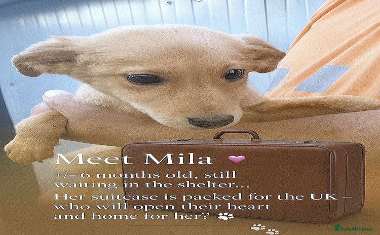 Mixed Breed dogs - Advert 5
