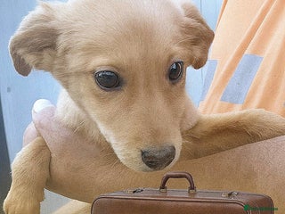 Mixed Breed dogs - Advert 35