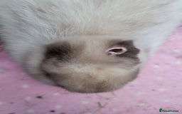 Mini Lion Lop rabbits for sale: Beautiful special little rabbit looking for home - Advert 3