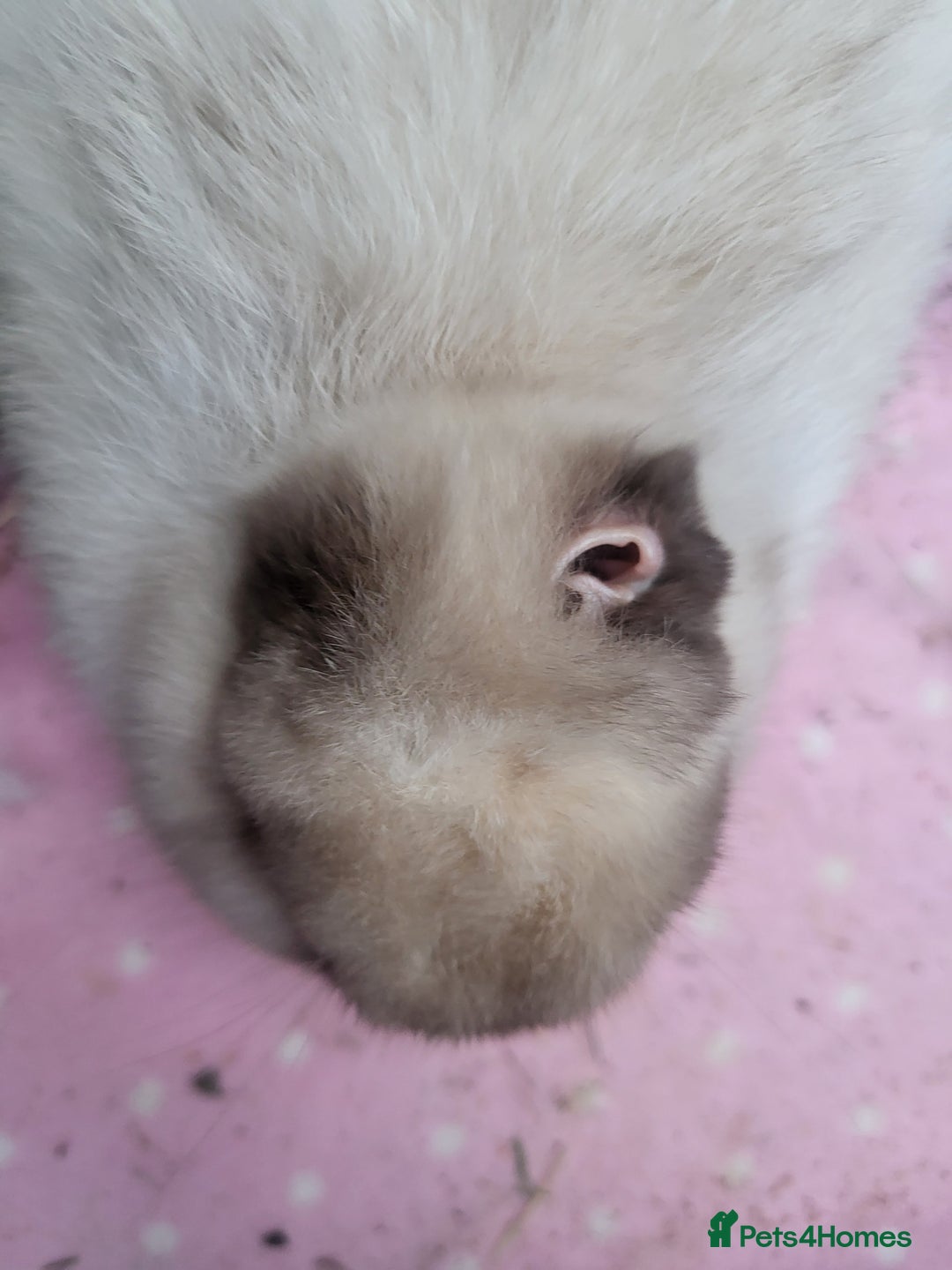 Mini Lion Lop rabbits for sale: Beautiful special little rabbit looking for home - Advert 3