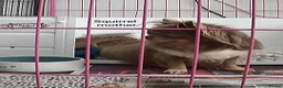 Chihuahua dogs for sale: Stunning long coat chihuahua puppies  - Advert 7