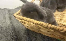 Mini Lop rabbits for sale: Mini lops for sale - Image 9