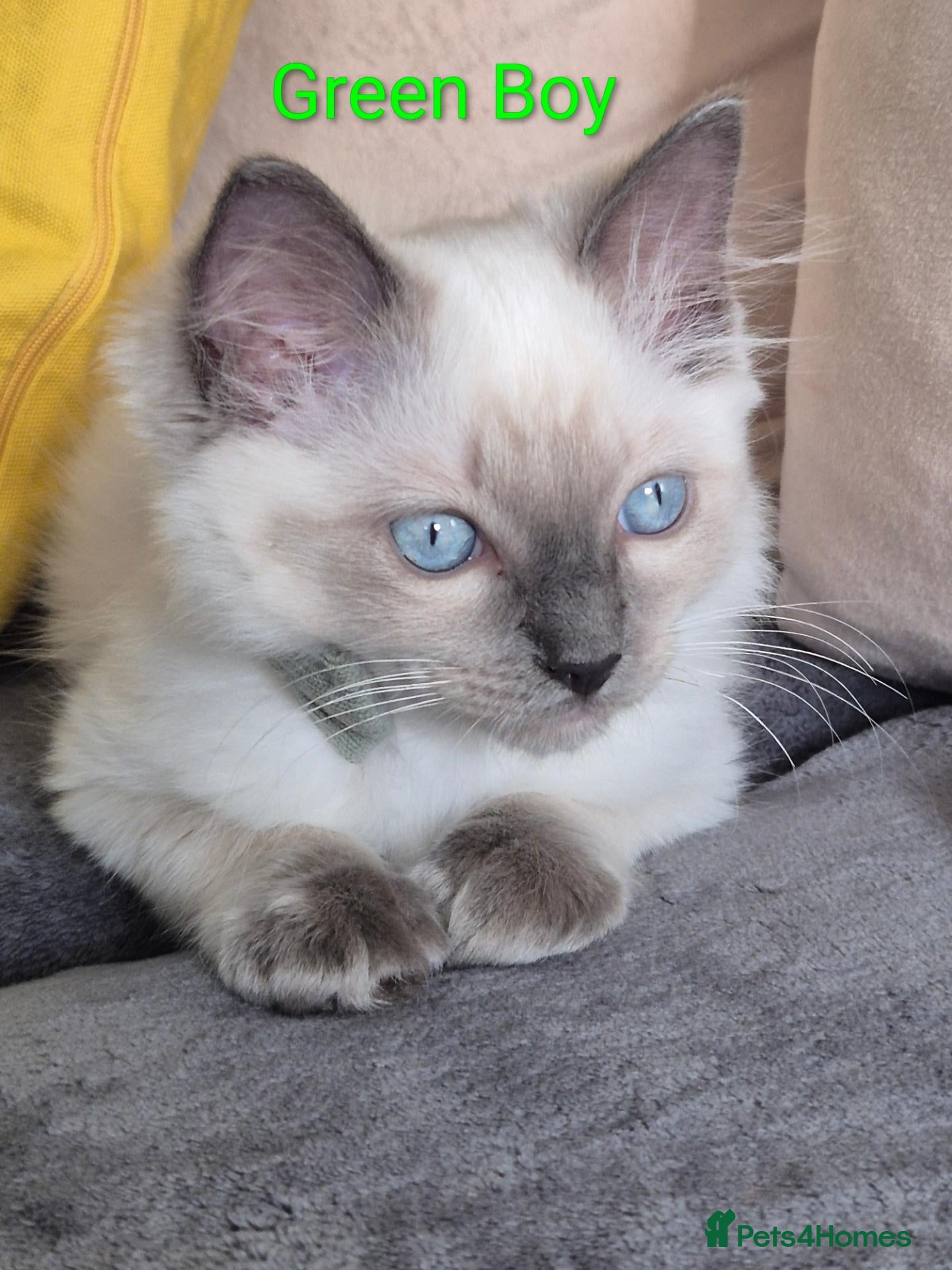 Ragdoll cats 😻 Ragdoll Kitten Boy 😻 - Advert 2