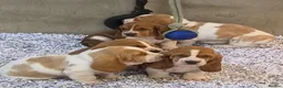 Basset Hound dogs for sale: KC BASSET HOUND PUPPIES FROM HEALTH SCORED PARENTS - Advert 21