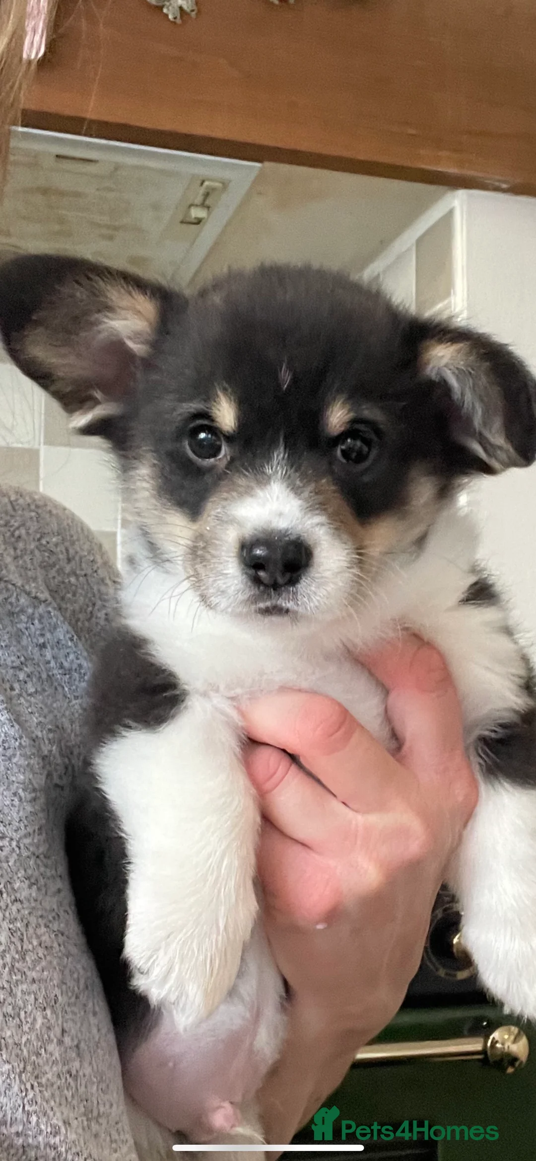 Welsh Corgi Pembroke dogs for stud: TOP QUALITY PROVEN !!! KC Pembroke Corgi for stud in Rugby - Advert 23