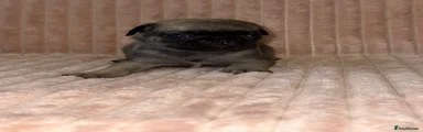 Pug 5