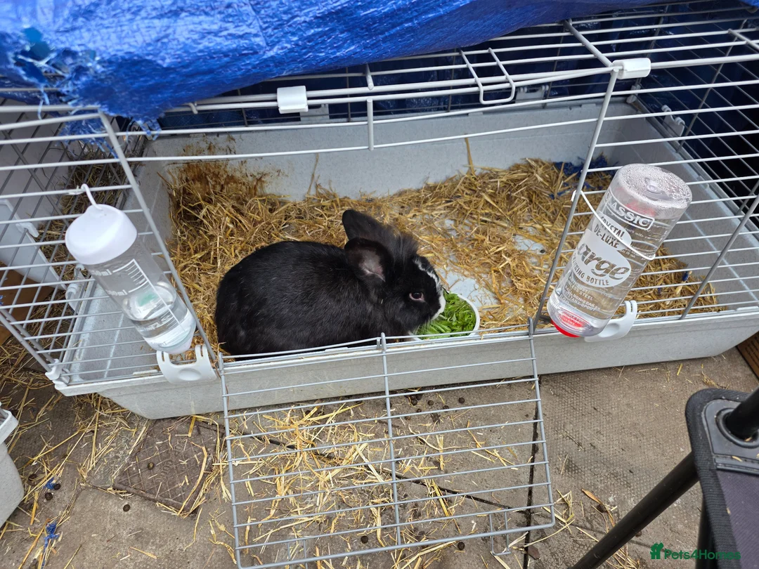 Lionhead rabbits for sale: Lionhead bunny - Advert 1