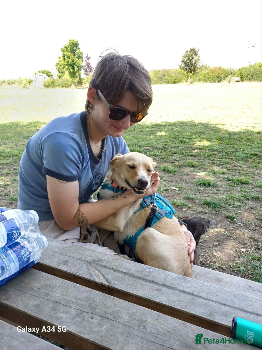Mixed Breed dogs for adoption: Cute friendly young Truffles-Suffolk/Essex Border in Colchester - Image 11