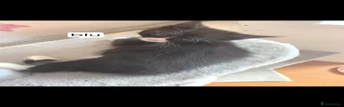 Maine Coon Kitten 6