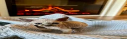 Devon Rex cats for sale: Exceptional FIFe Registered Devon Rex Kittens - Advert 8