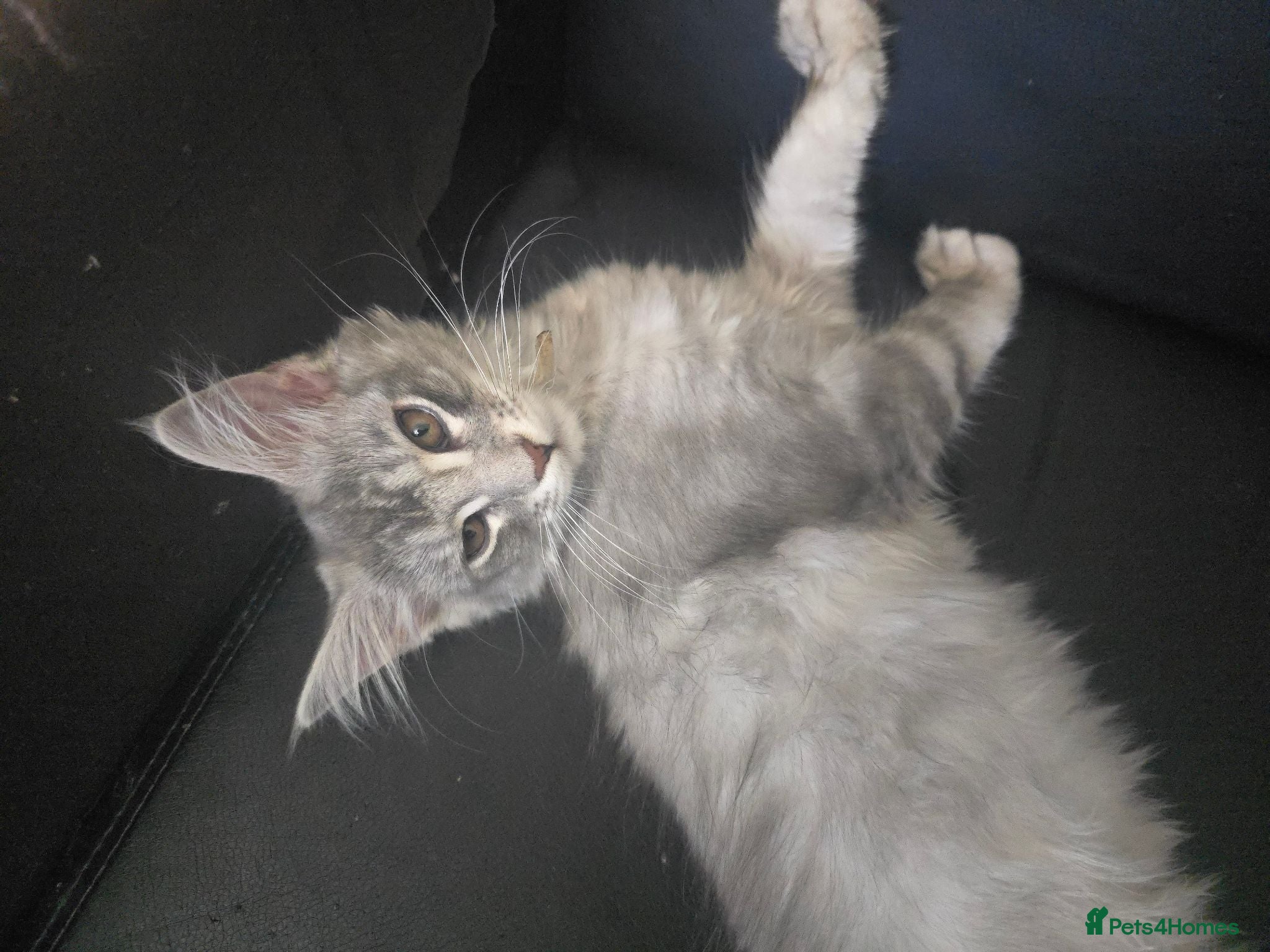 Maine Coon cats READY NOW Maine Coons Shaded Shell Silver - Advert 1