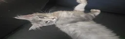 Maine Coon cats for sale: READY NOW Maine Coons Shaded & Silver - Advert 24